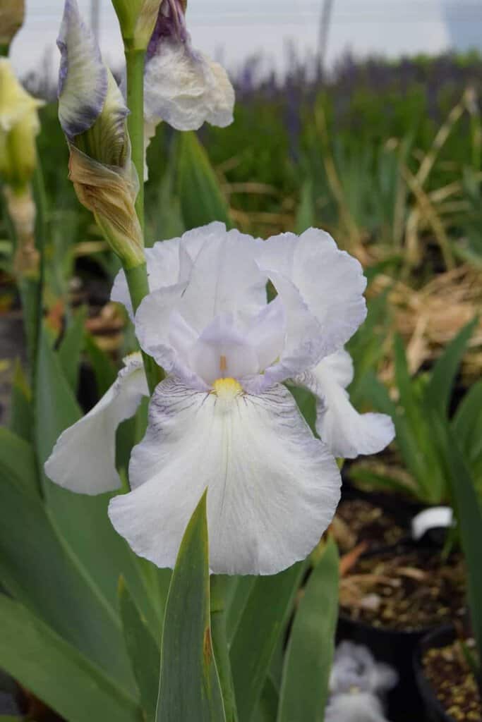 Iris 'Cliffs of Dover' ---